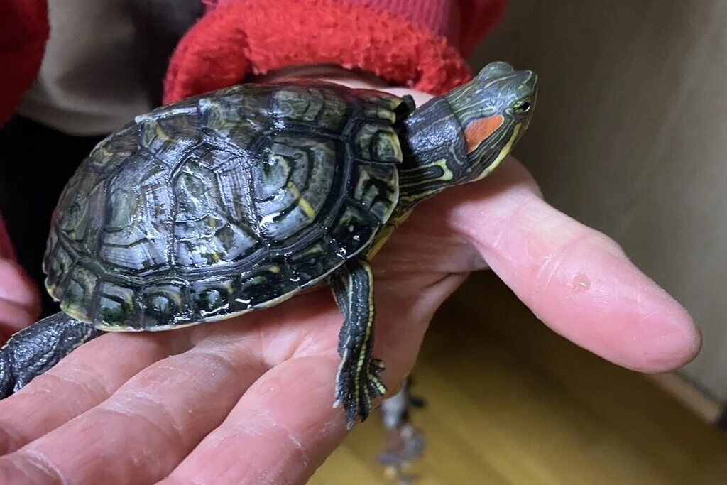 【迷子亀】岐阜県岐阜市のピーくんを無事に保護！ペット探偵による事例をご紹介