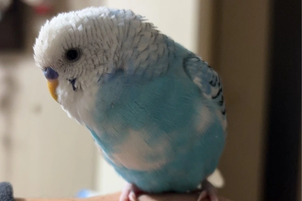 【迷子鳥】東京都小平市のユキチくんを無事に保護！ペット探偵による事例をご紹介