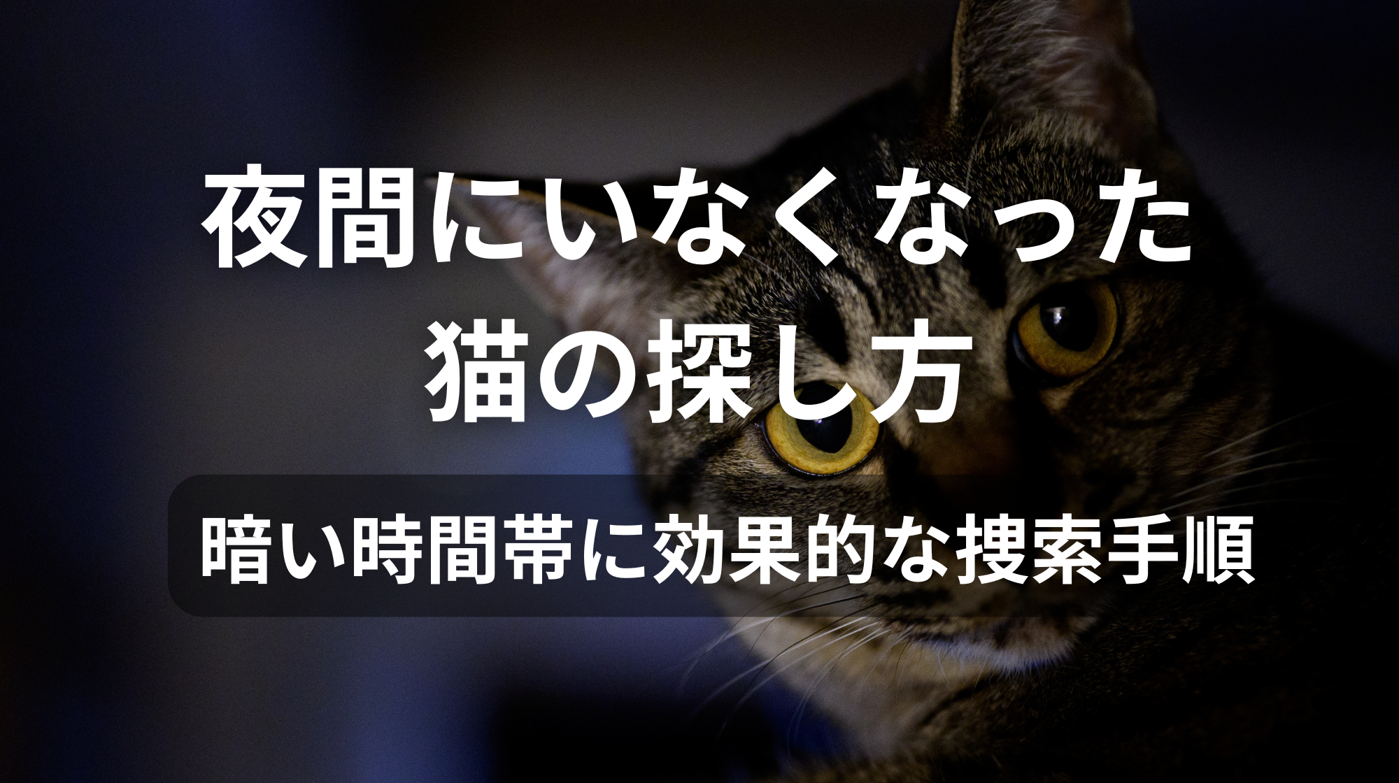 夜間にいなくなった猫の探し方｜暗い時間帯に効果的な捜索手順
