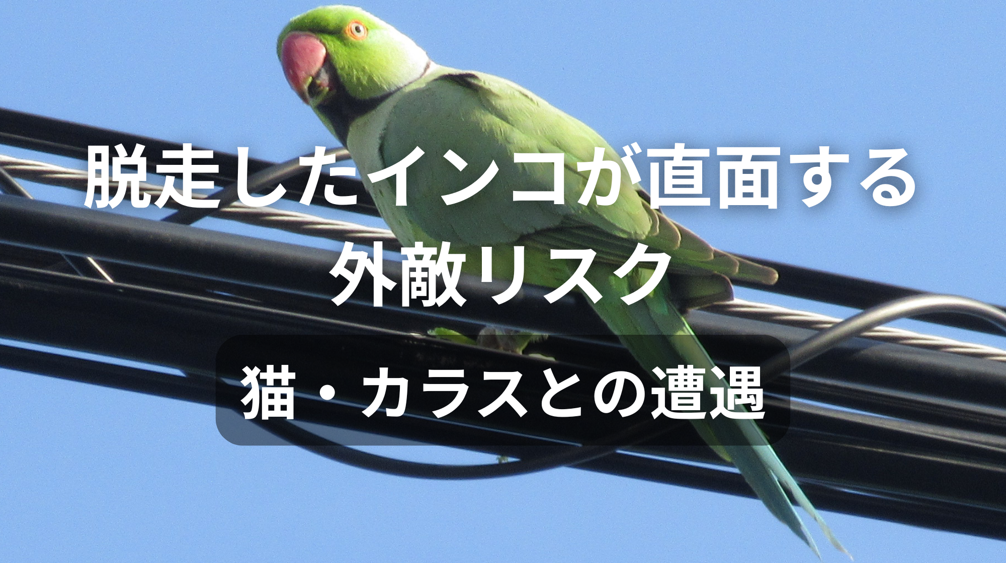 脱走したインコが直面する外敵リスク｜猫・カラスとの遭遇