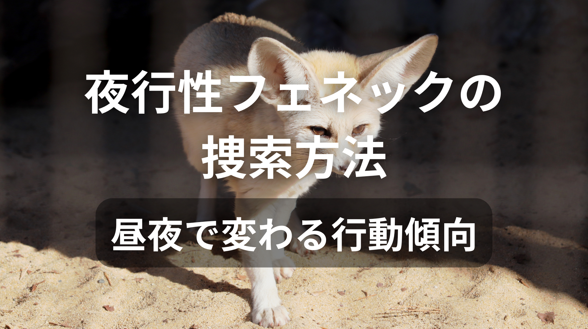 夜行性フェネックの捜索方法｜昼夜で変わる行動傾向
