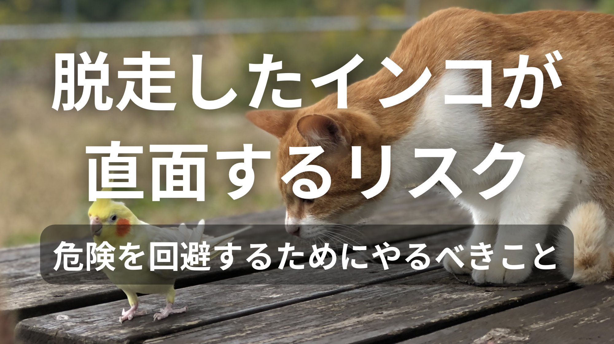 脱走したインコが直面するリスク｜危険を回避するためにやるべきこと