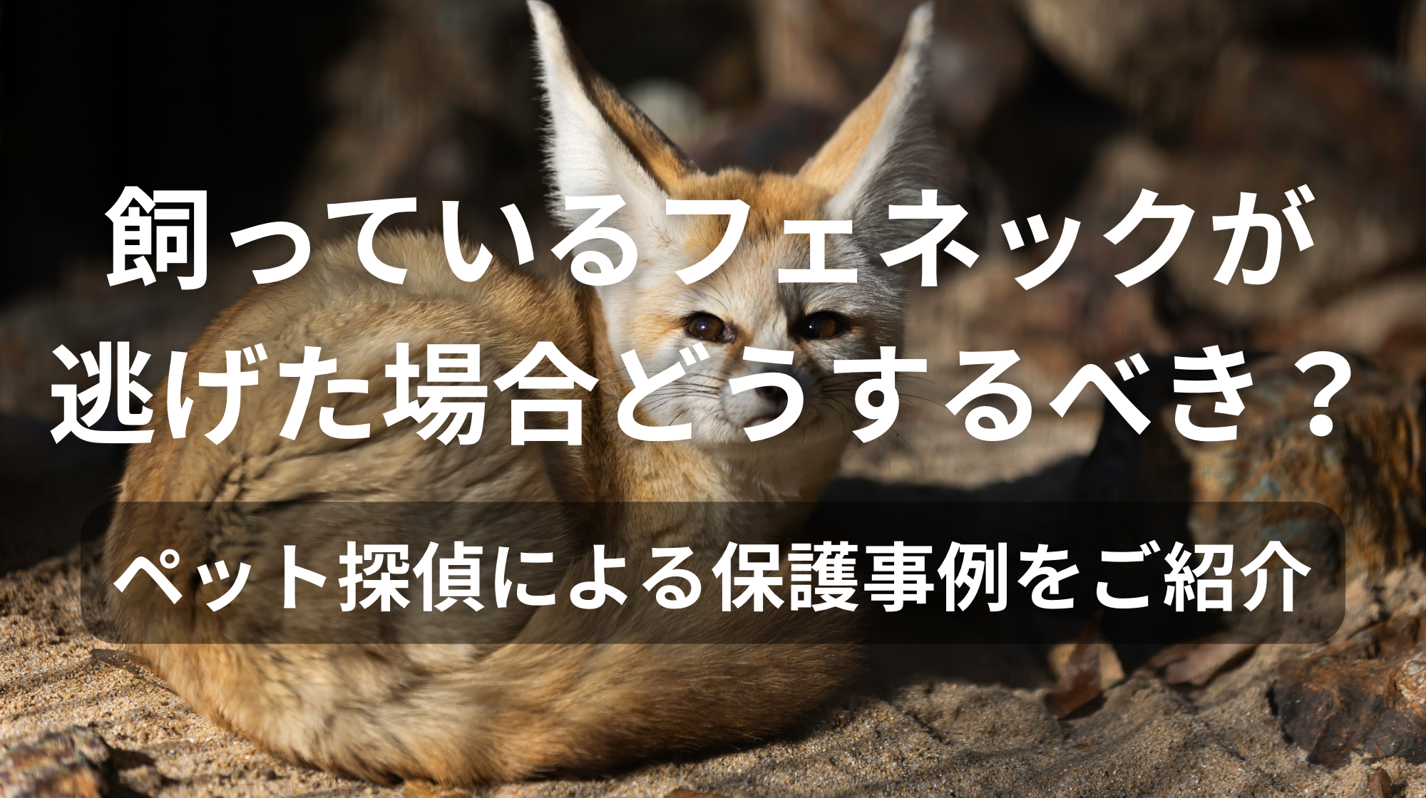 飼っているフェネックが逃げた場合どうするべき？｜ペット探偵による保護事例をご紹介