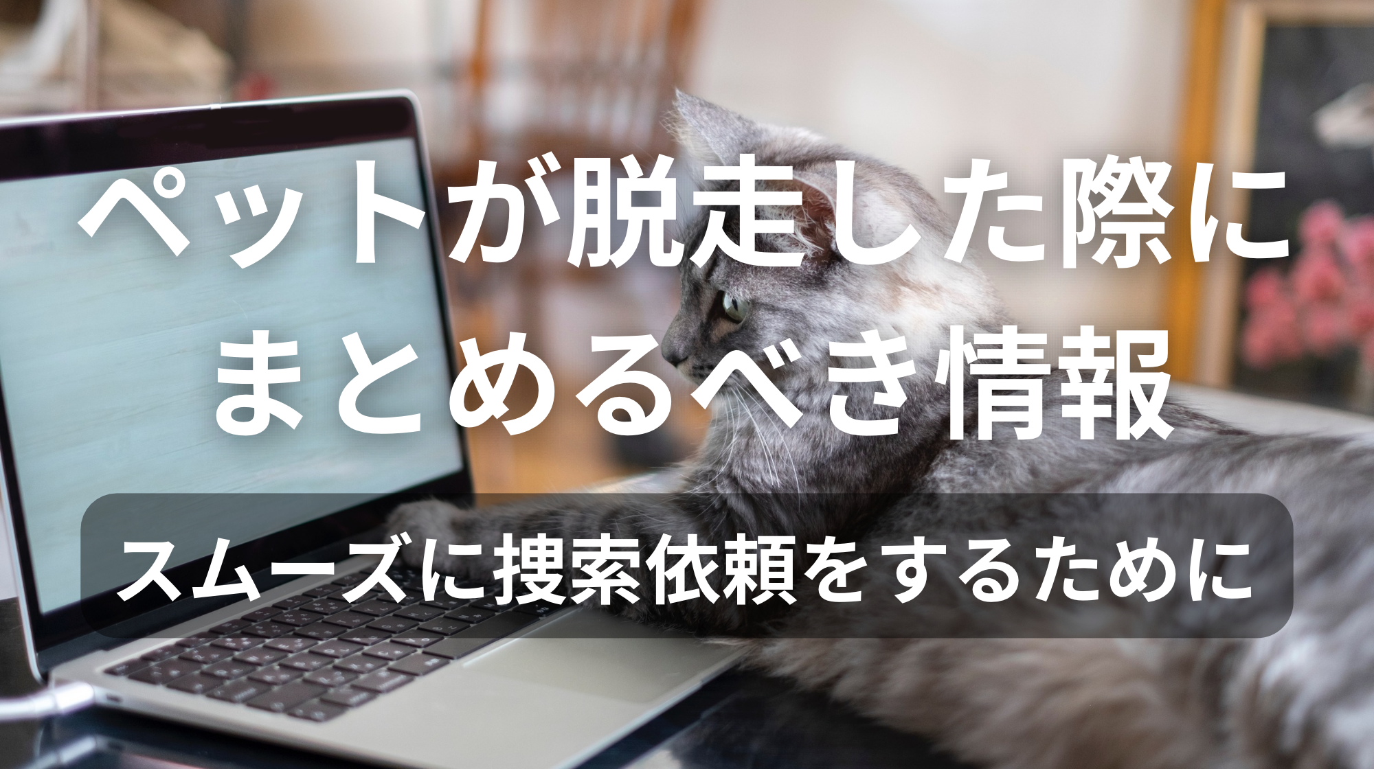 ペットが脱走した際にまとめるべき情報｜スムーズに捜索依頼をするために
