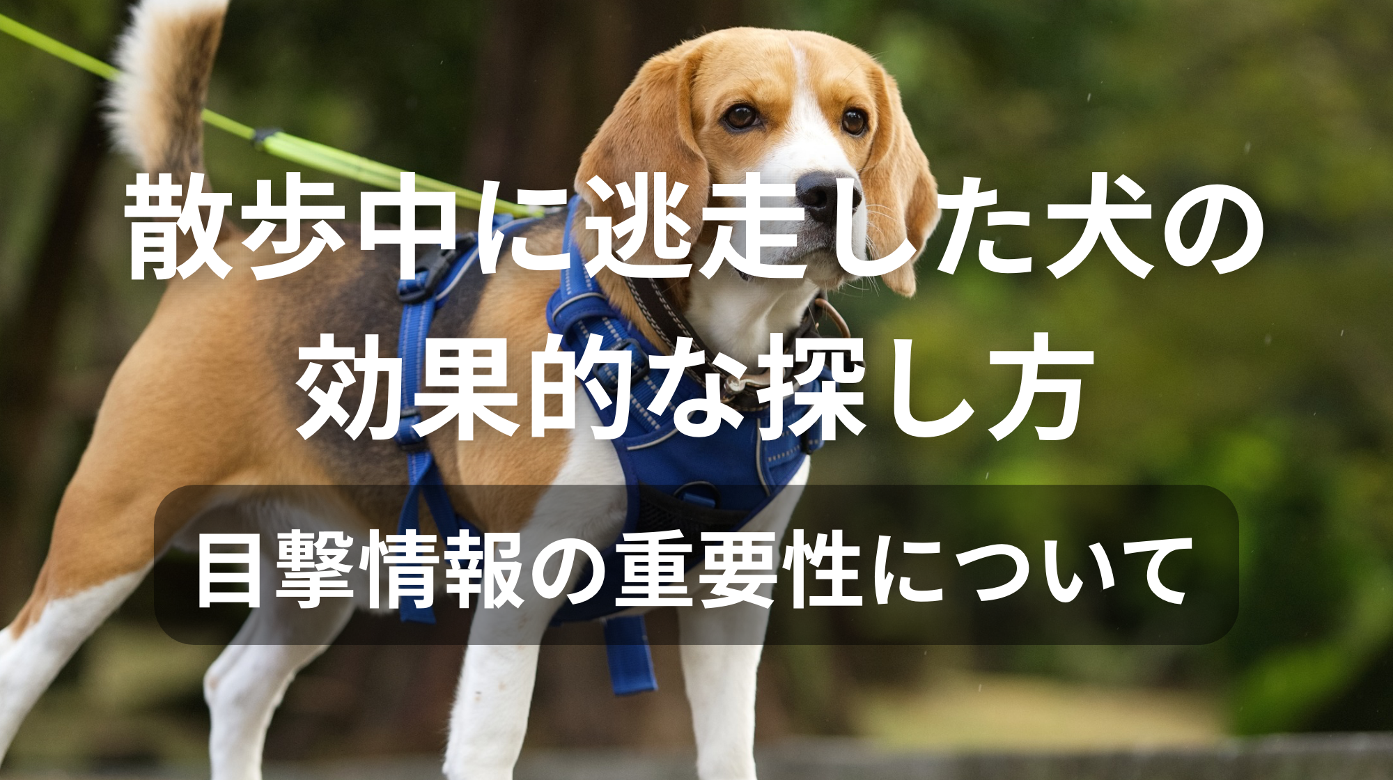 散歩中に逃走した犬の効果的な探し方｜目撃情報の重要性について