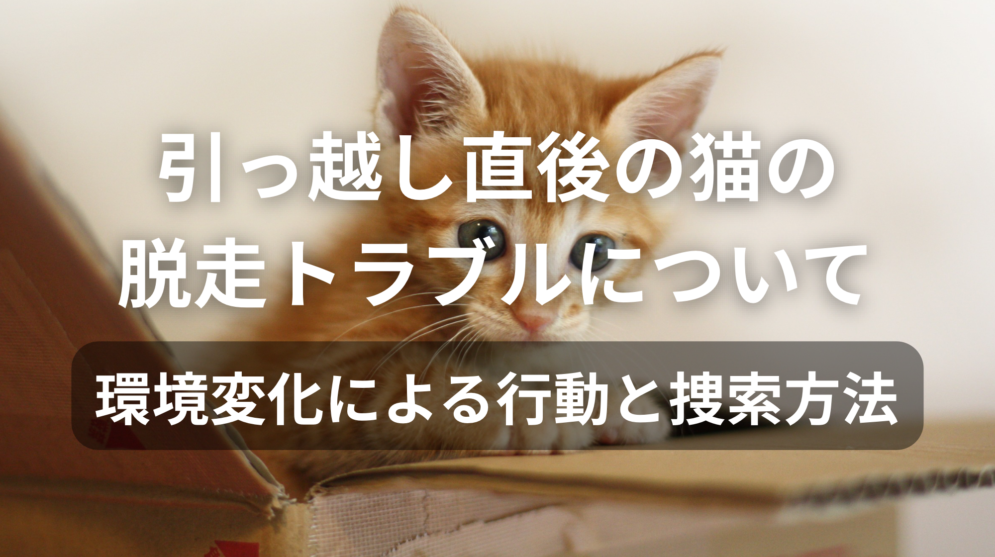 引っ越し直後の猫の脱走トラブルについて｜環境変化による行動と捜索方法