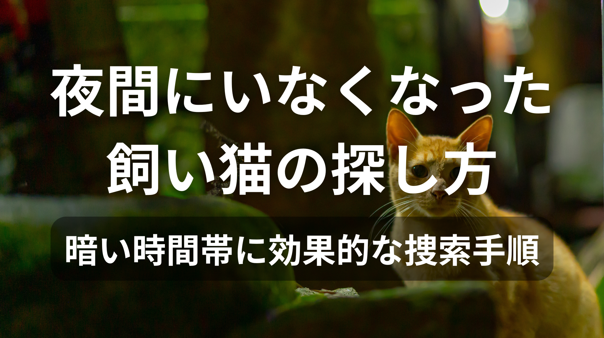 夜間にいなくなった飼い猫の探し方｜暗い時間帯に効果的な捜索手順