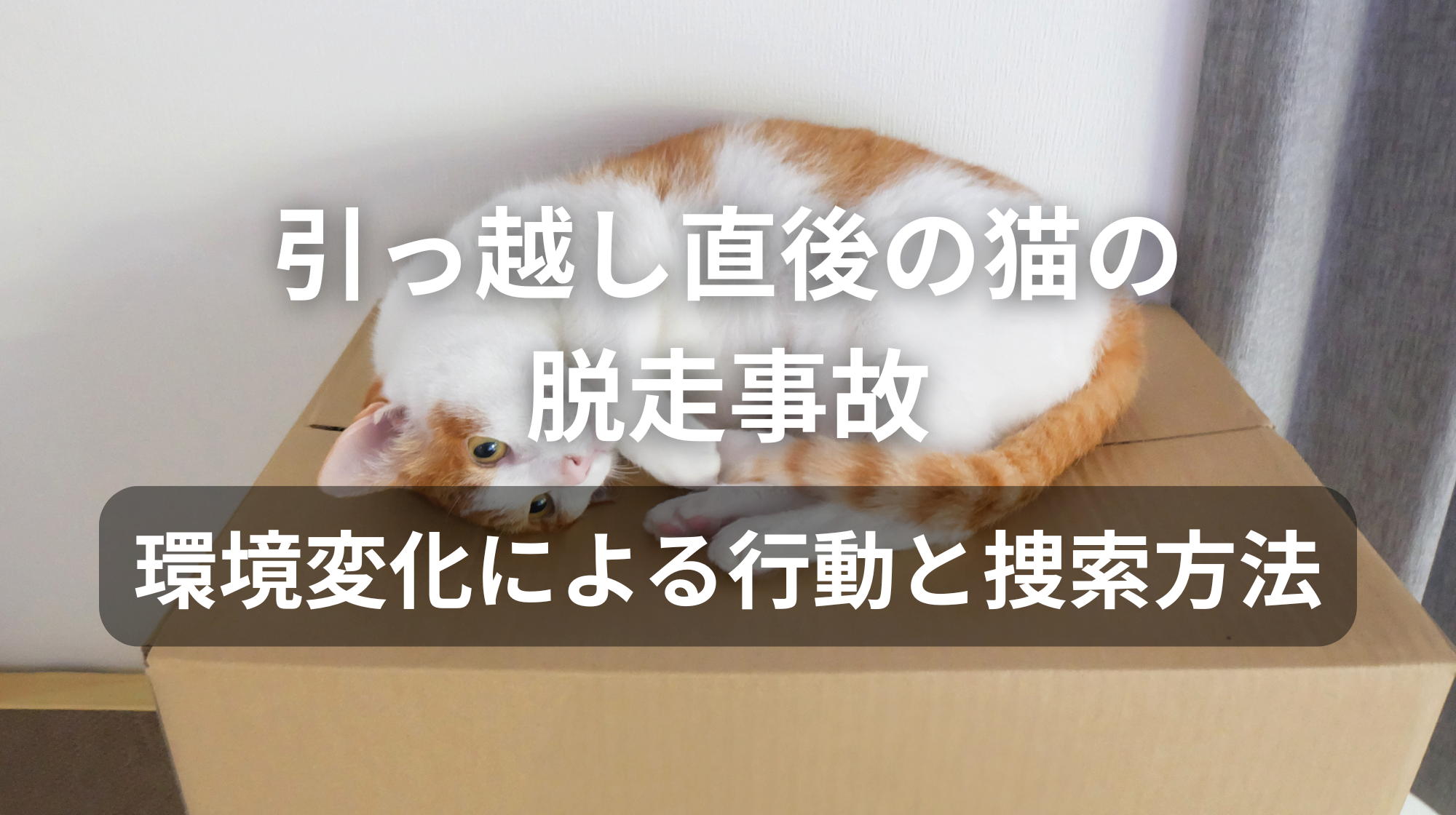 引っ越し直後の猫の脱走事故｜環境変化による行動と捜索方法