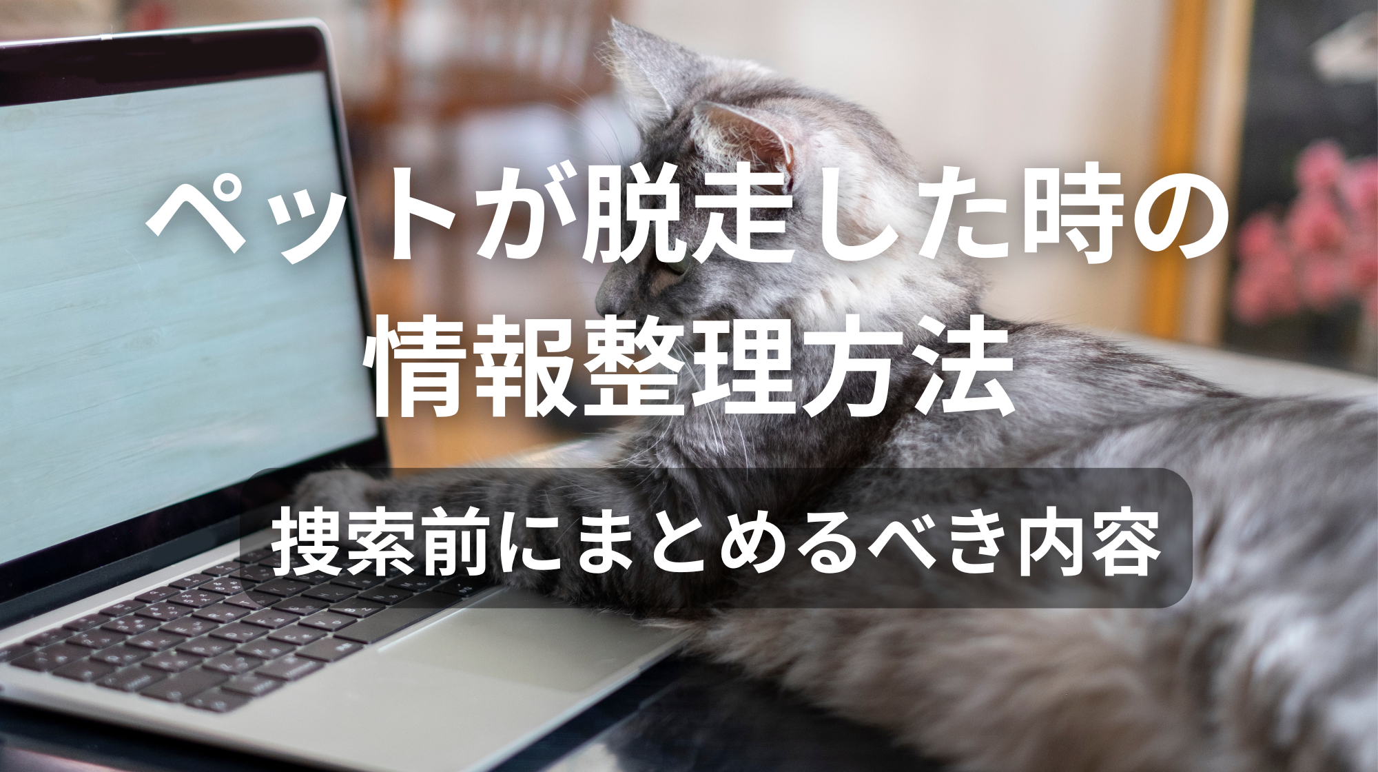 ペットが脱走した時の情報整理方法｜捜索前にまとめるべき内容