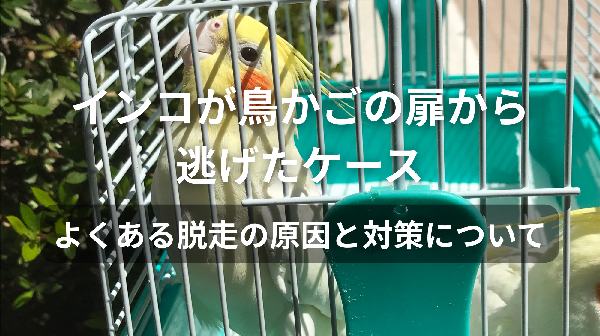 インコが鳥かごの扉から逃げたケース｜よくある脱走の原因と対策について