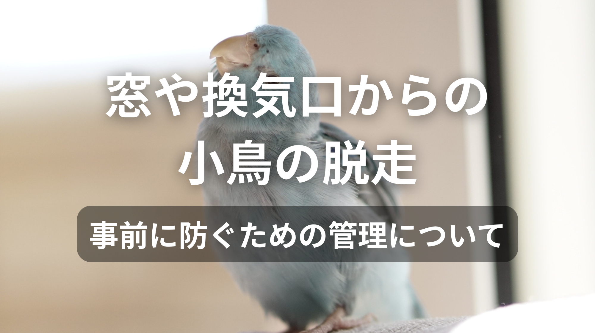 窓や換気口からの小鳥の脱走｜事前に防ぐための管理について