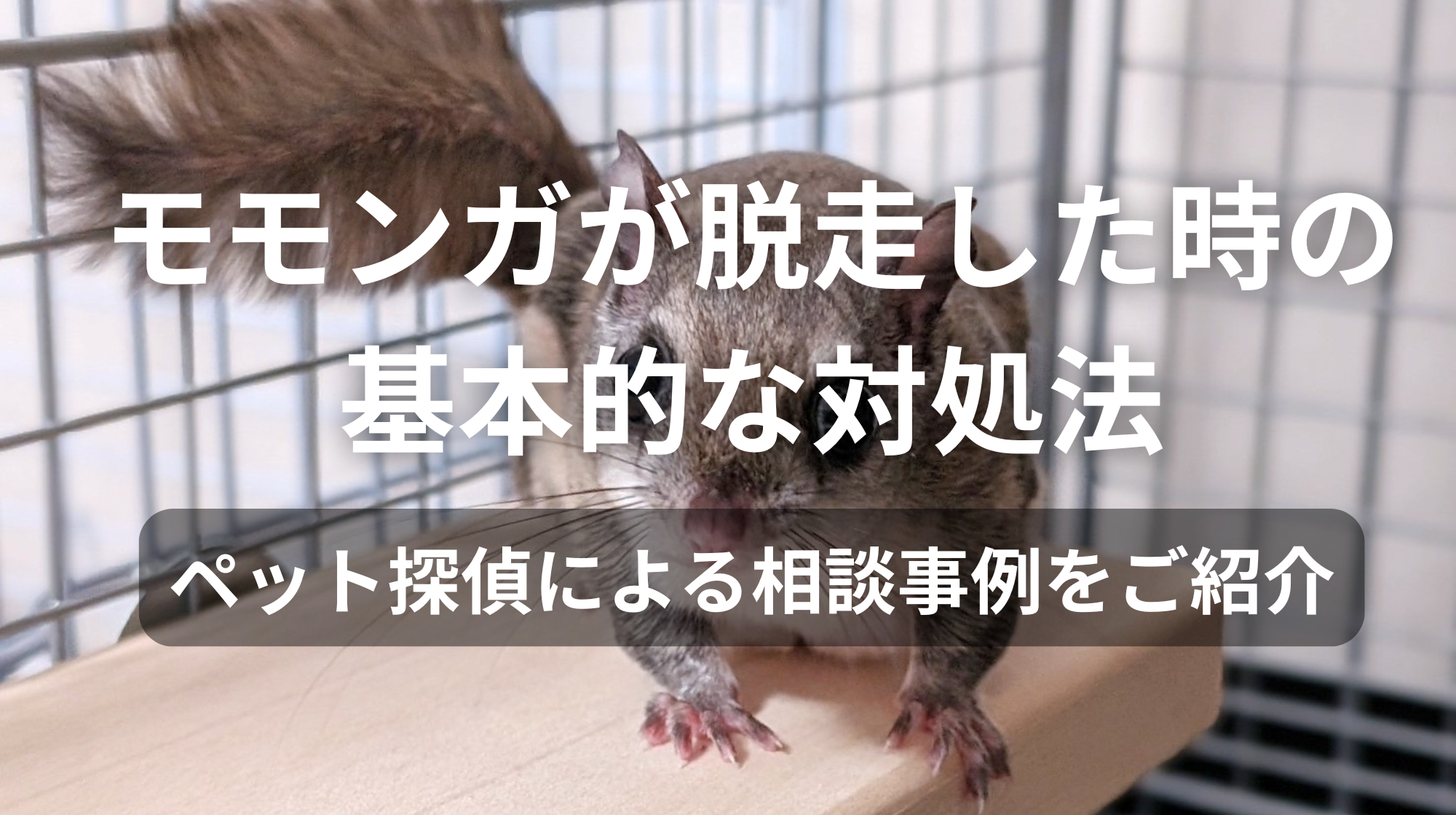 モモンガが脱走した時の基本的な対処法｜ペット探偵による相談事例をご紹介