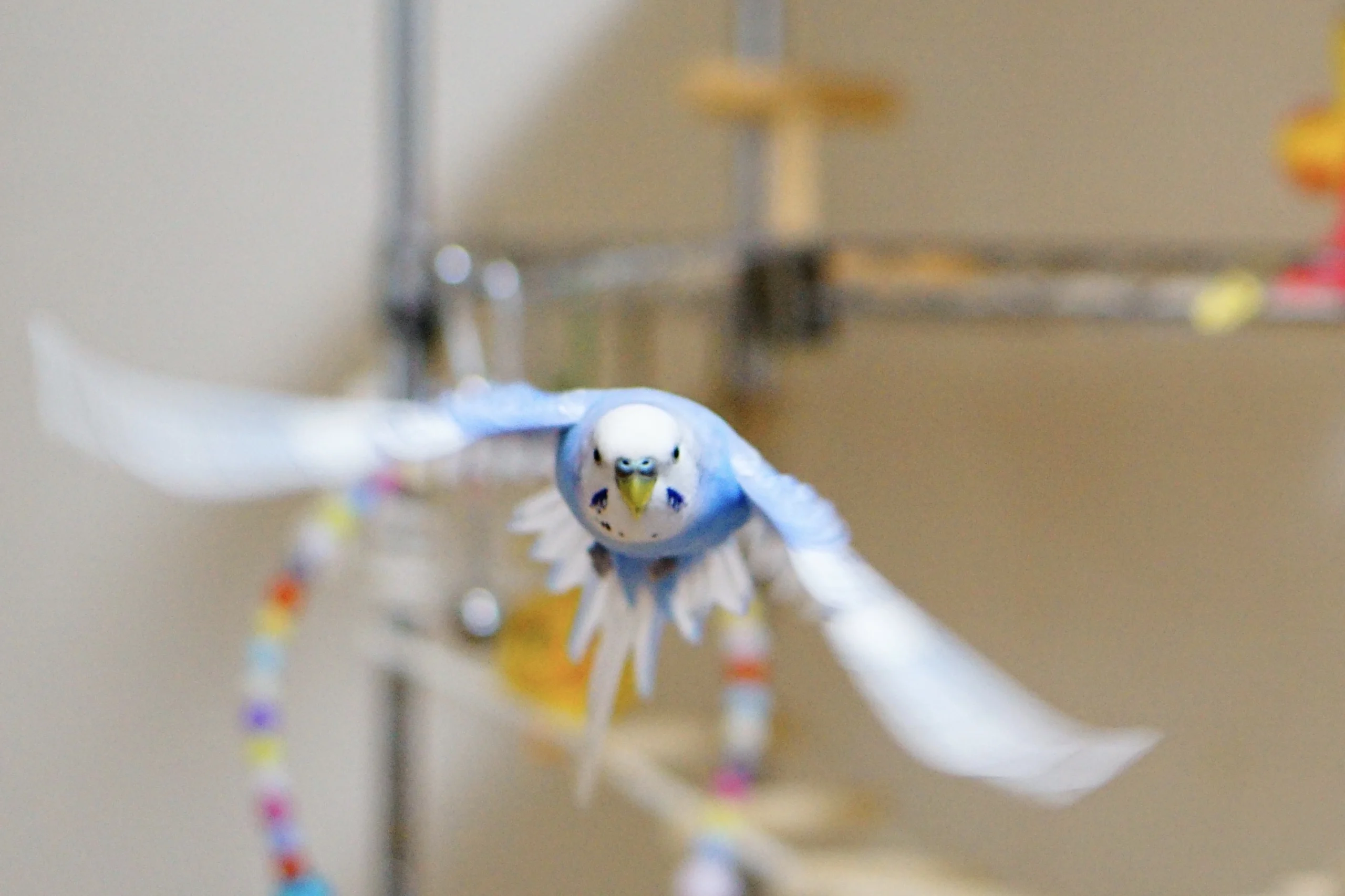 インコが飛び立ち脱走してしまう様子