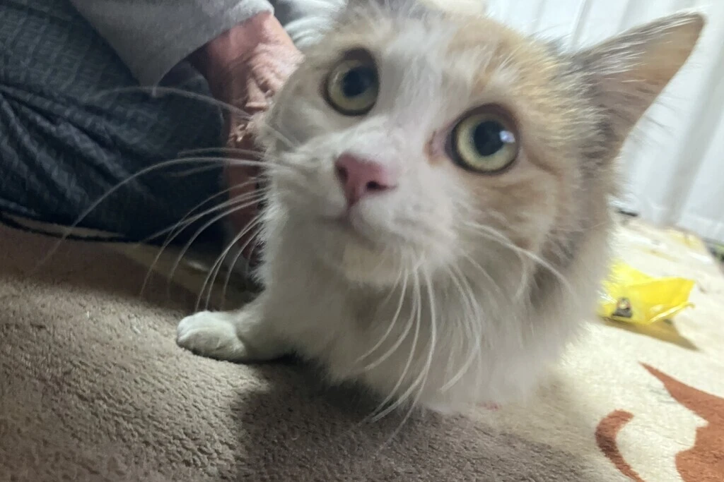 【迷子猫】岡山県倉敷市のミミちゃんを無事に保護！ペット探偵による事例をご紹介