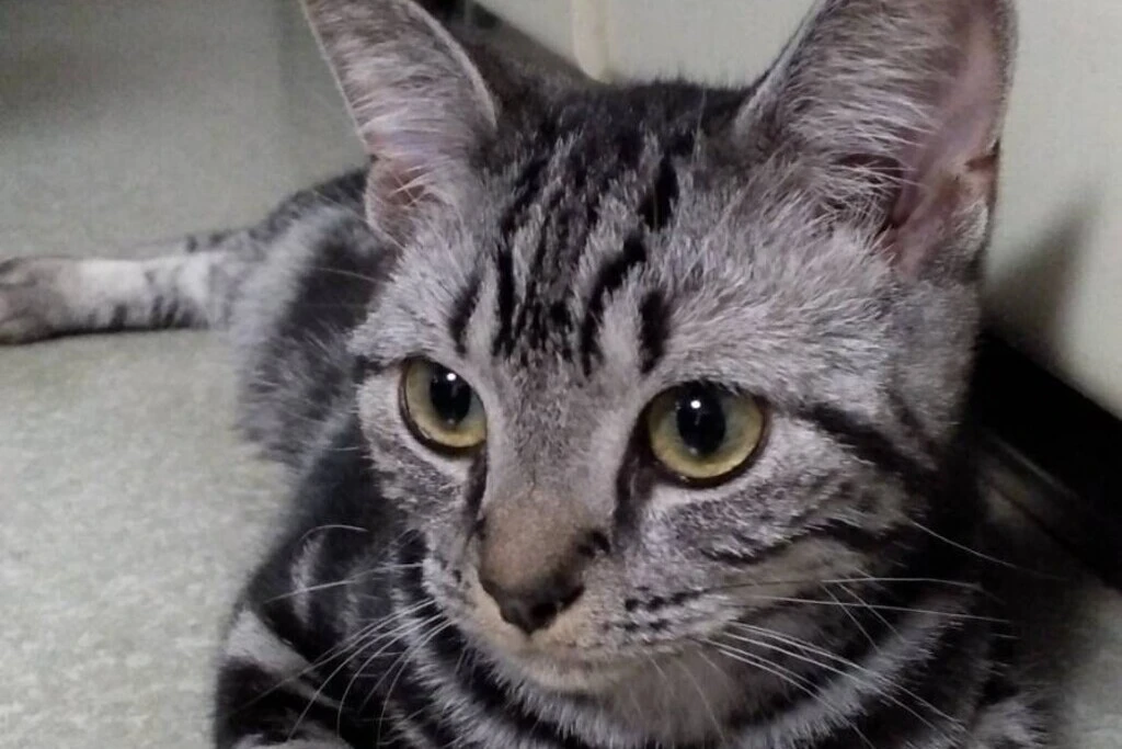 【迷子猫】福岡県北九州市のマグロちゃんを無事に保護！ペット探偵による事例をご紹介