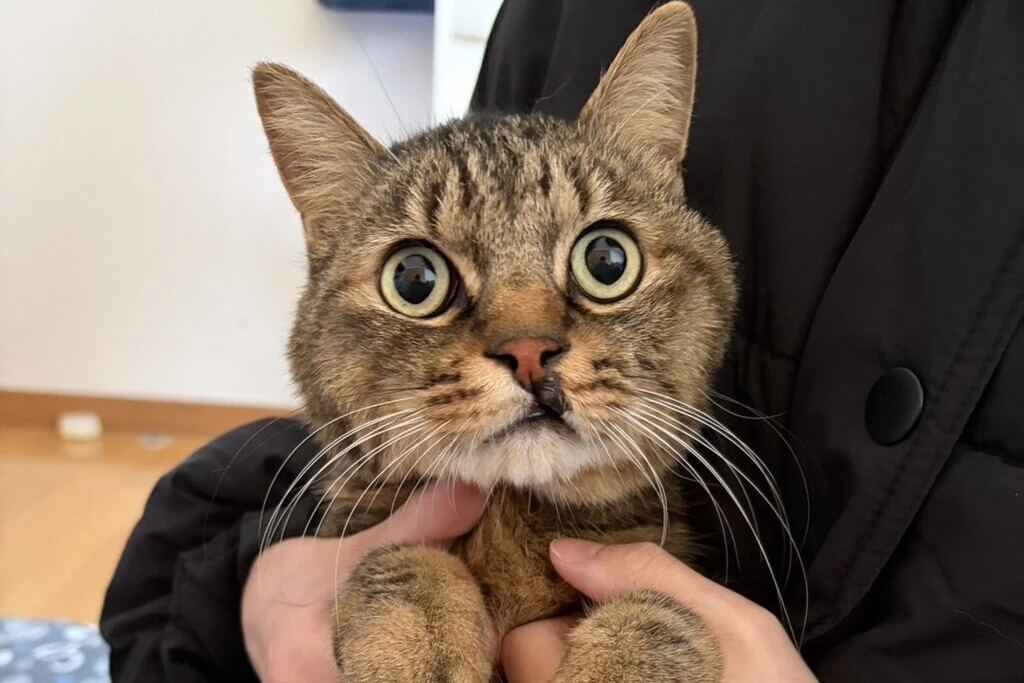 【迷子猫】宮城県登米市のマロンくんを無事に保護！ペット探偵による事例をご紹介