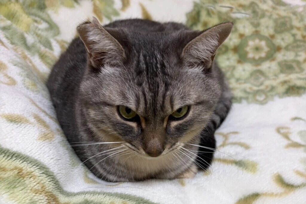 【迷子猫】茨城県つくば市のユウくんを無事に保護！ペット探偵による事例をご紹介
