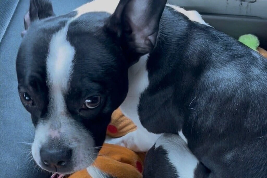 【迷子犬】兵庫県神戸市のチャッピーちゃんを無事に保護！ペット探偵による事例をご紹介