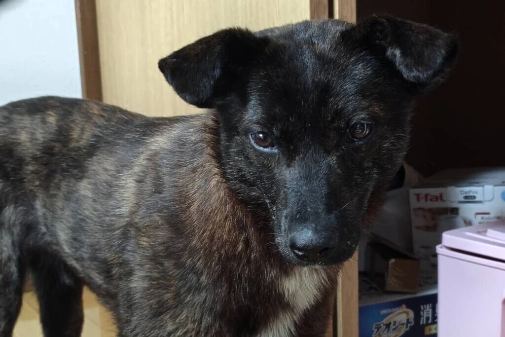 【迷子犬】北海道函館市のクーくんを無事に保護！ペット探偵による事例をご紹介