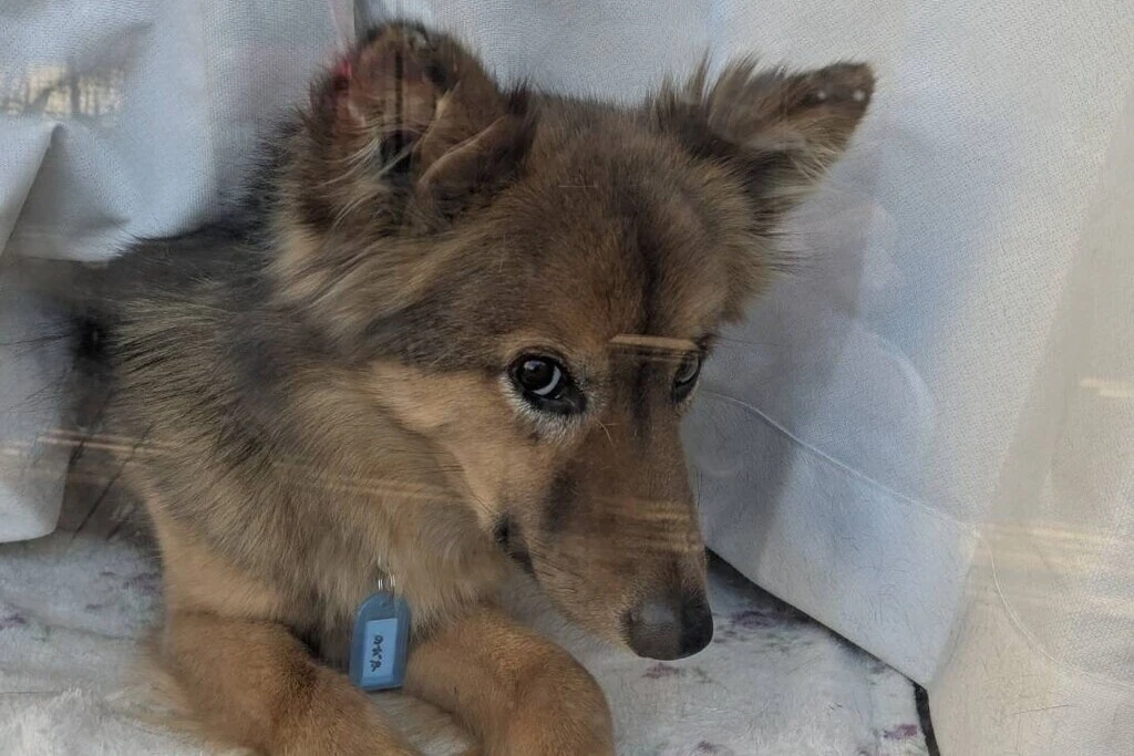 【迷子犬】千葉県市原市のノビタくんを無事に保護！ペット探偵による事例をご紹介