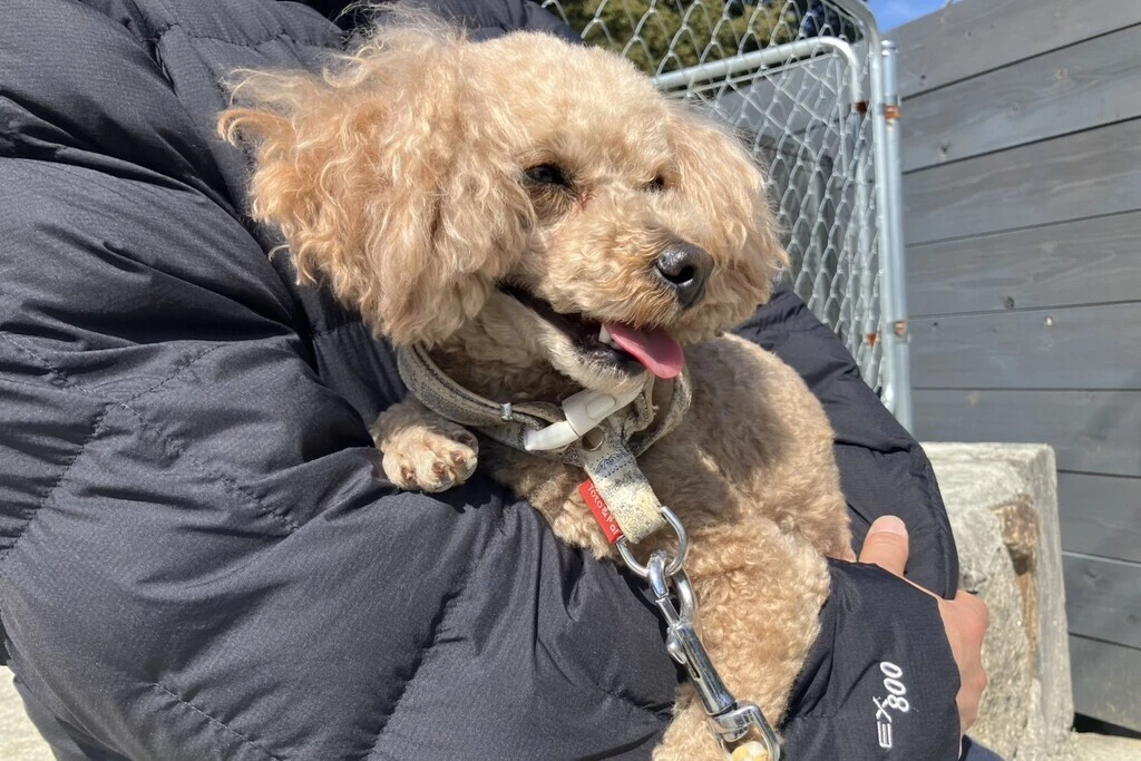 【迷子犬】兵庫県神戸市のマハロちゃんを無事に保護！ペット探偵による事例をご紹介