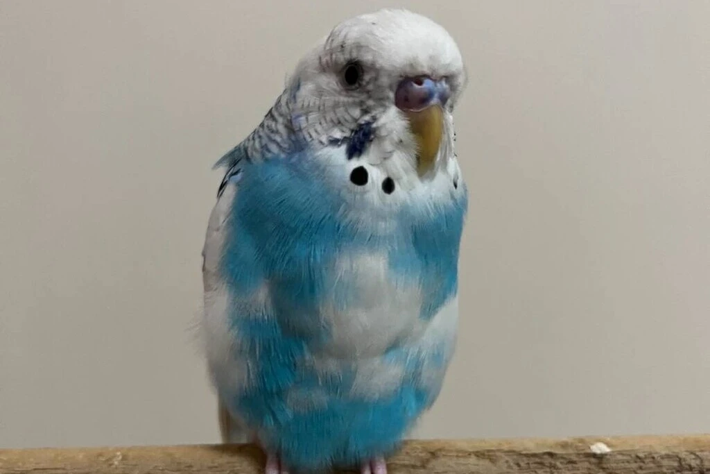 【迷子鳥】熊本県上益城郡のユキくんを無事に保護！ペット探偵による事例をご紹介