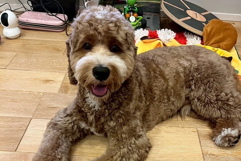 【迷子犬】東京都江戸川区のアランくんを無事に保護！ペット探偵による事例をご紹介