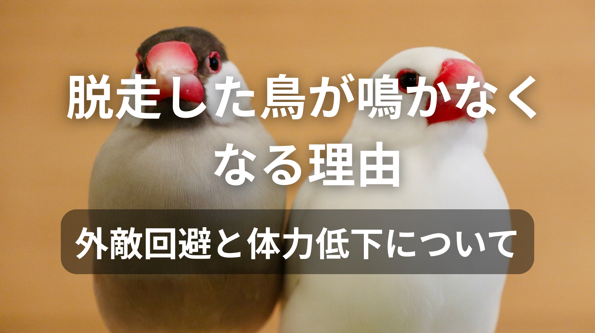 脱走した鳥が鳴かなくなる理由｜外敵回避のための行動