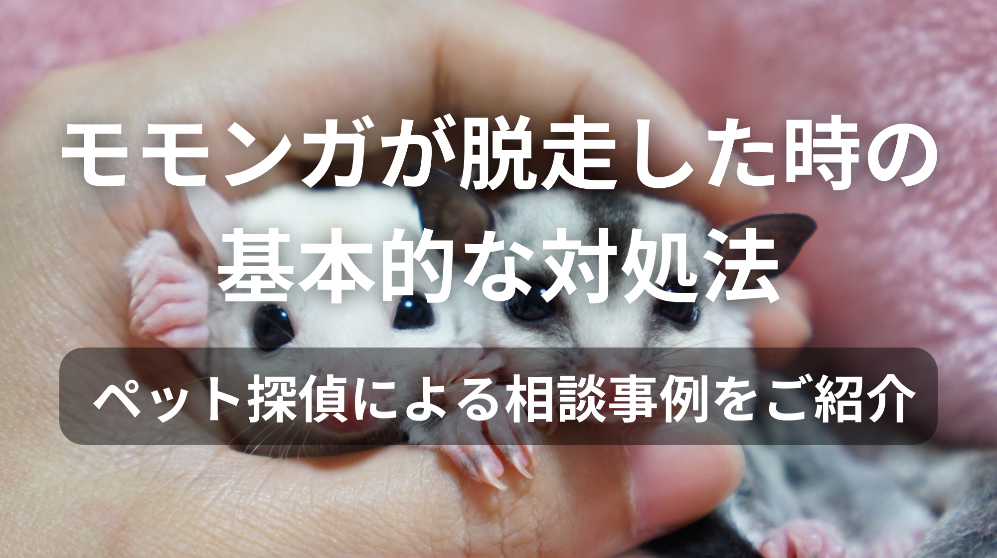 モモンガが脱走した時の基本的な対処法｜ペット探偵による相談事例をご紹介
