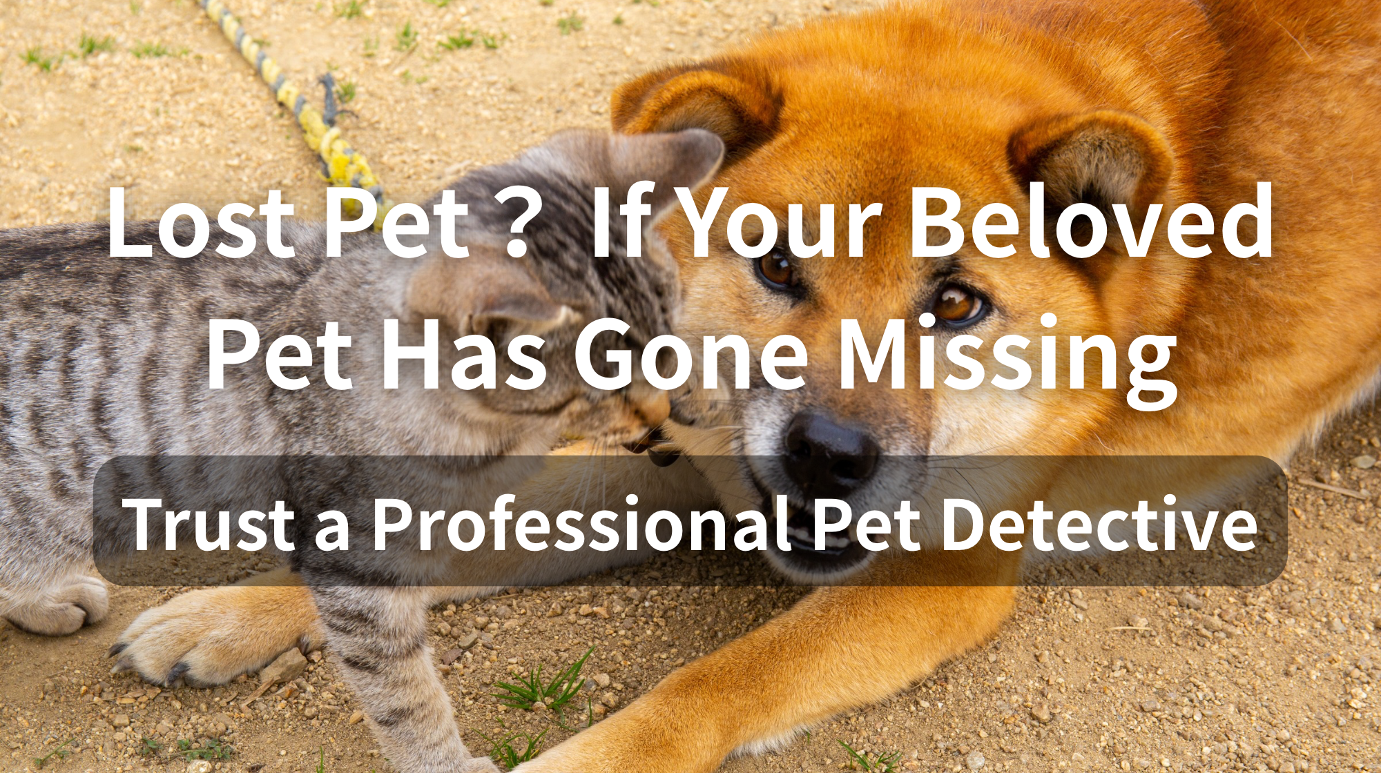 Lost Pet？ If Your Beloved Pet Has Gone Missing | Trust a Professional Pet Detective