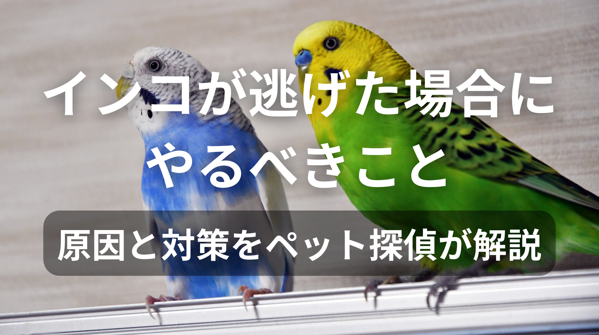 インコが逃げた場合にやるべきこと｜原因と対策をペット探偵が解説