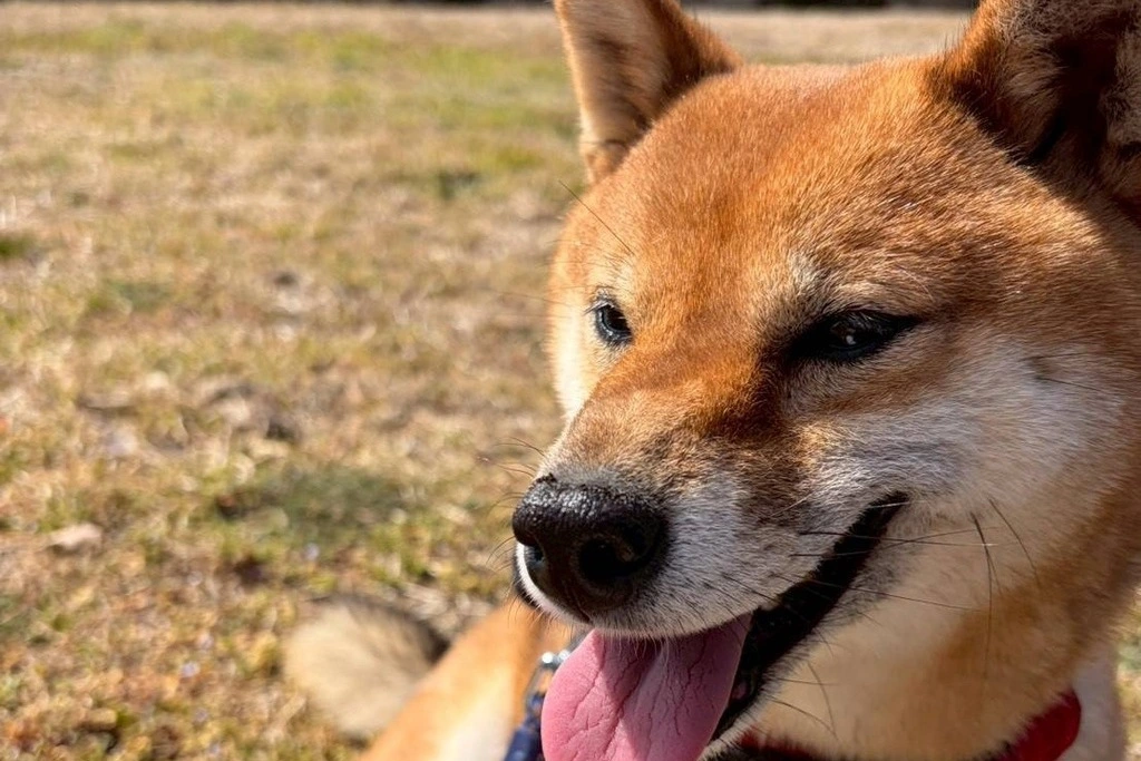 【迷子犬】群馬県みどり市のラムちゃんを無事に保護！ペット探偵による事例をご紹介