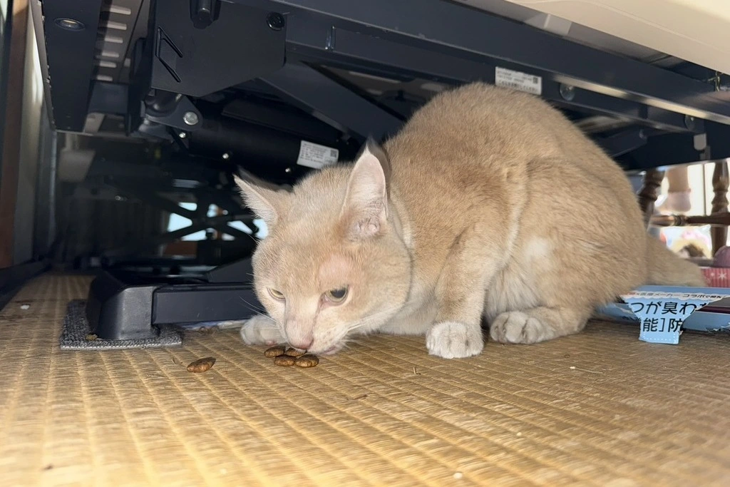 【迷子猫】広島県福山市のチャタロウくんを無事に保護！ペット探偵による事例をご紹介