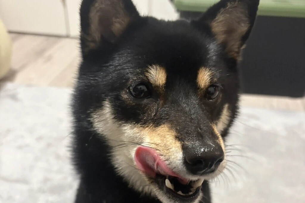 【迷子犬】大阪府大阪市のレモンちゃんを無事に保護！ペット探偵による事例をご紹介