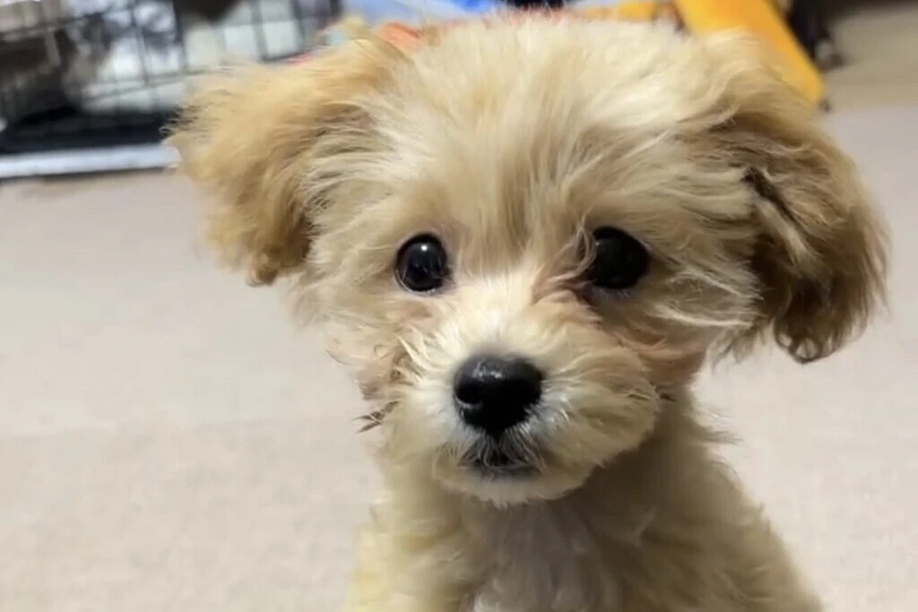 【迷子犬】福岡県北九州市のプゥくんを無事に保護！ペット探偵による事例をご紹介