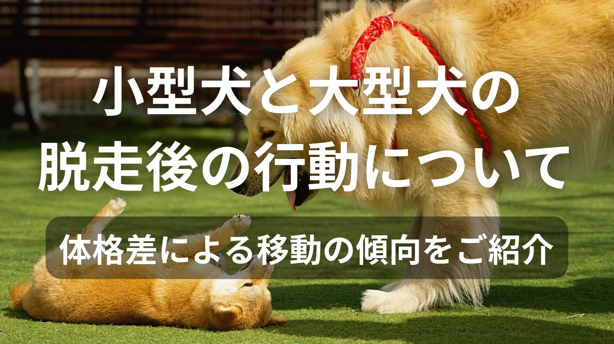 小型犬と大型犬の脱走後の行動について｜体格差による移動の傾向をご紹介