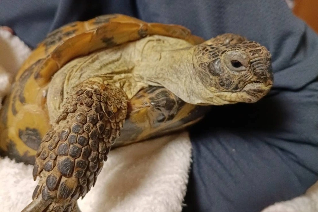 【迷子亀】福岡県大野城市のカメコちゃんを無事に保護！ペット探偵による事例をご紹介