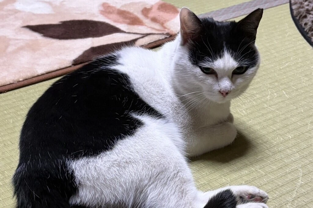 【迷子猫】徳島県阿南市のキャロちゃんを無事に保護！ペット探偵による事例をご紹介