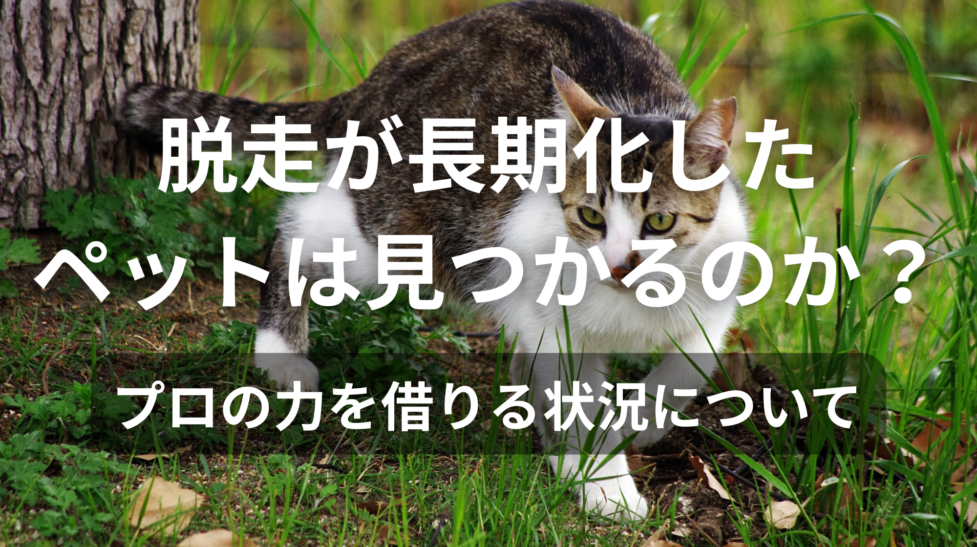 脱走が長期化したペットは見つかるのか？｜プロの力を借りる状況について
