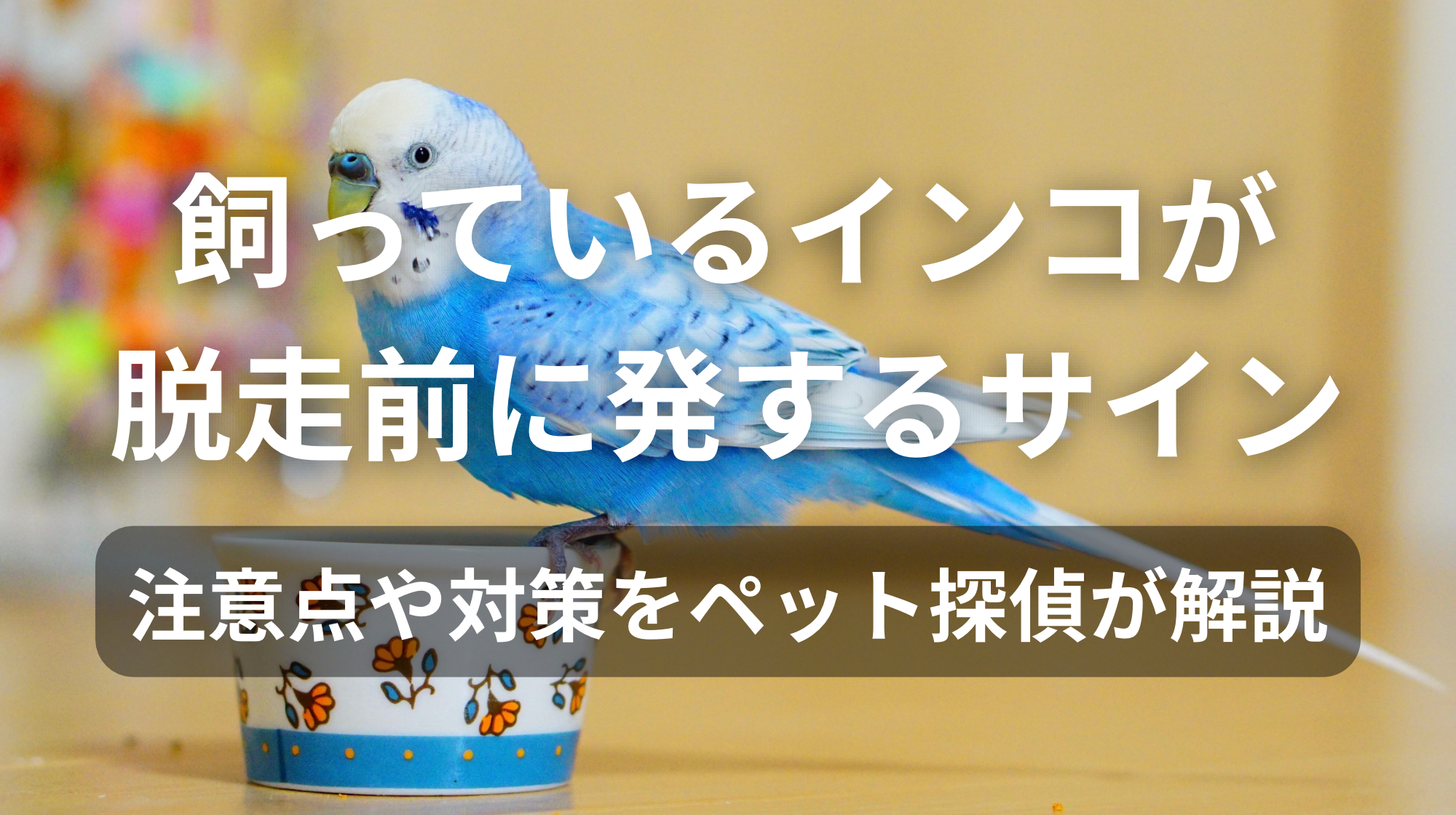 飼っているインコが脱走前に発するサイン｜注意点や対策をペット探偵が解説