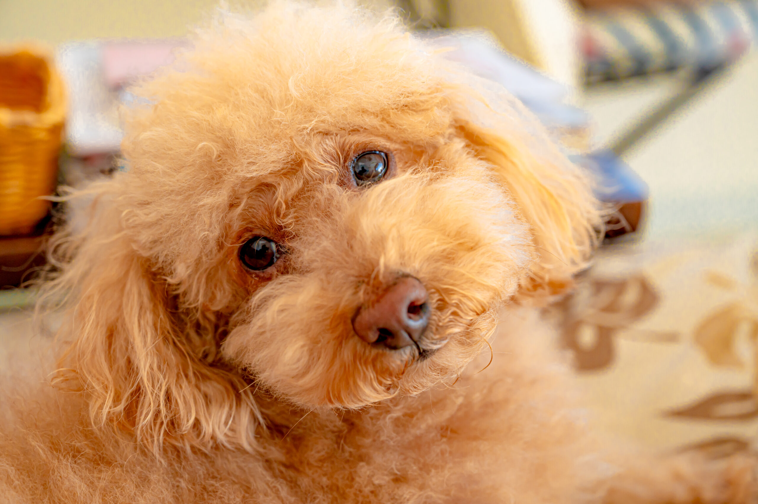 首を傾げる犬