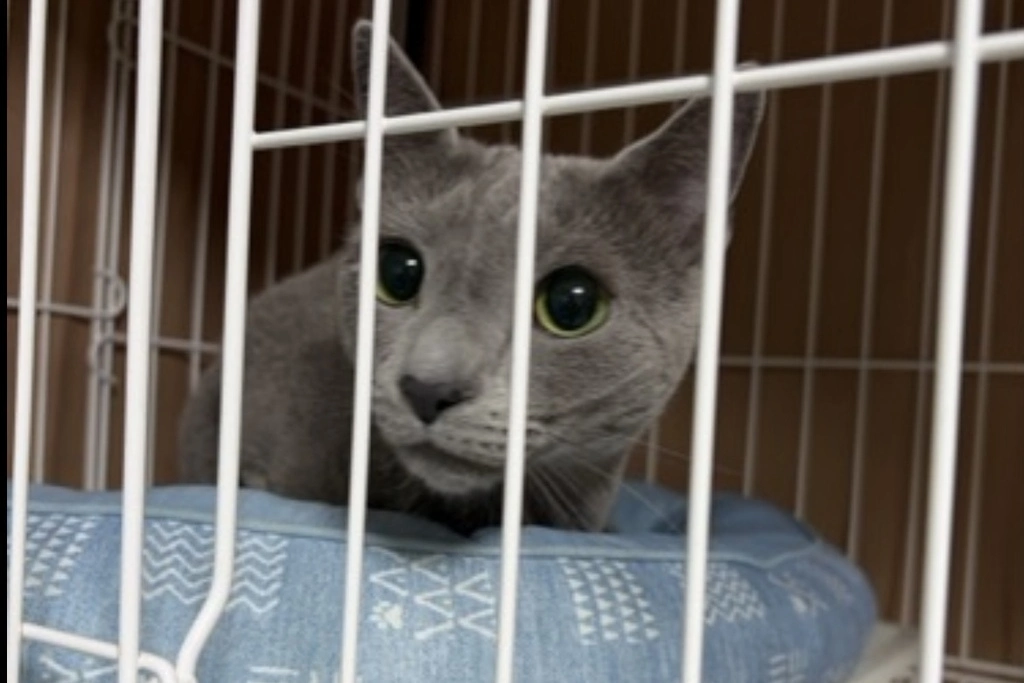 【迷子猫】埼玉県所沢市のエリオくんを無事に保護！ペット探偵による事例をご紹介