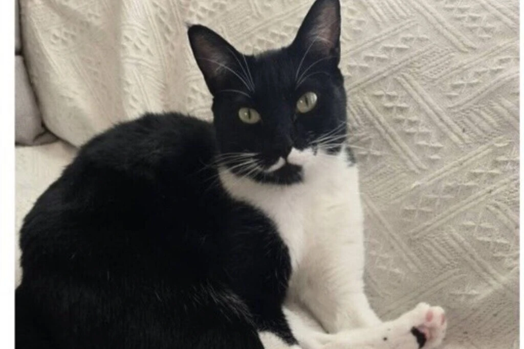 【迷子猫】静岡県浜松市のブーちゃんを無事に保護！ペット探偵による事例をご紹介