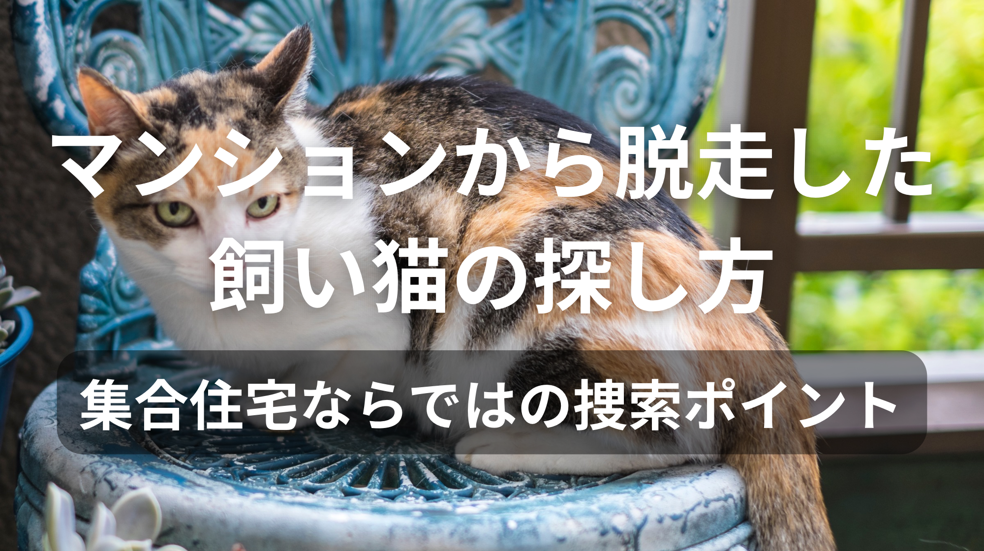 マンションから脱走した飼い猫の探し方｜集合住宅ならではの捜索ポイント