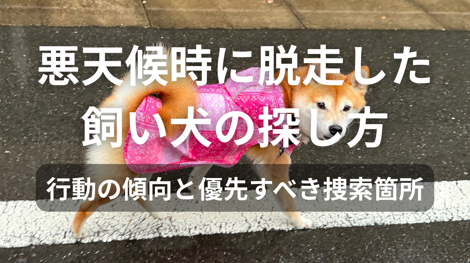 悪天候時に脱走した飼い犬の探し方｜行動の傾向と優先すべき捜索箇所