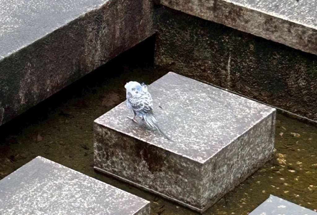 水辺で休んでいるインコ