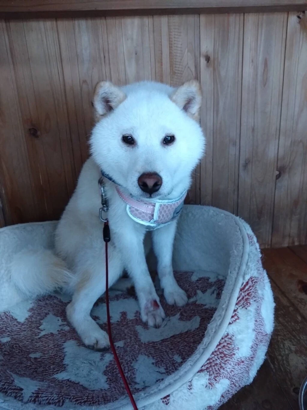 高知県高岡郡で無事保護ができた飼い犬のリクくん
