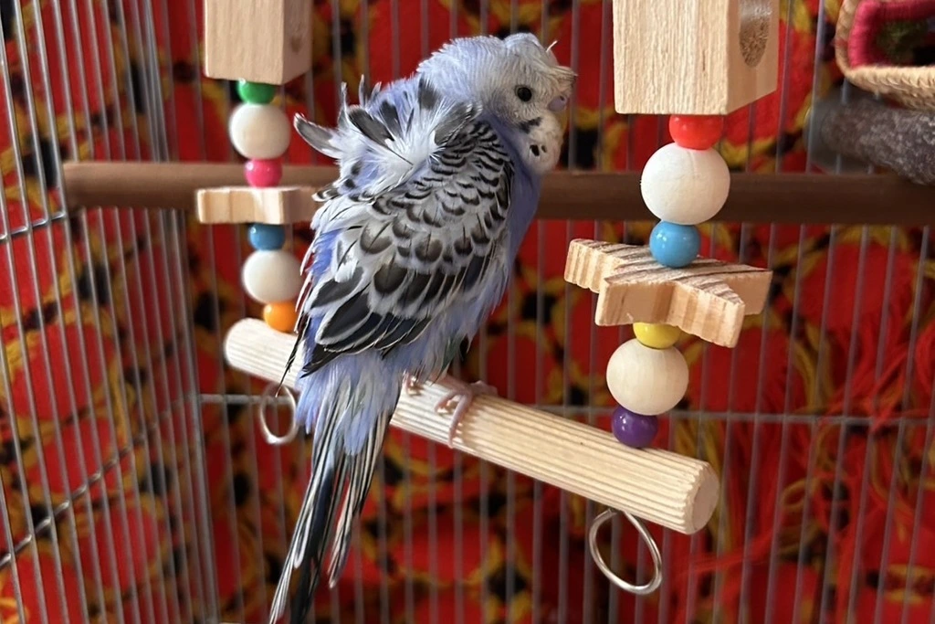 【迷子鳥】東京都武蔵野市のクルミちゃんを無事に保護！ペット探偵による事例をご紹介