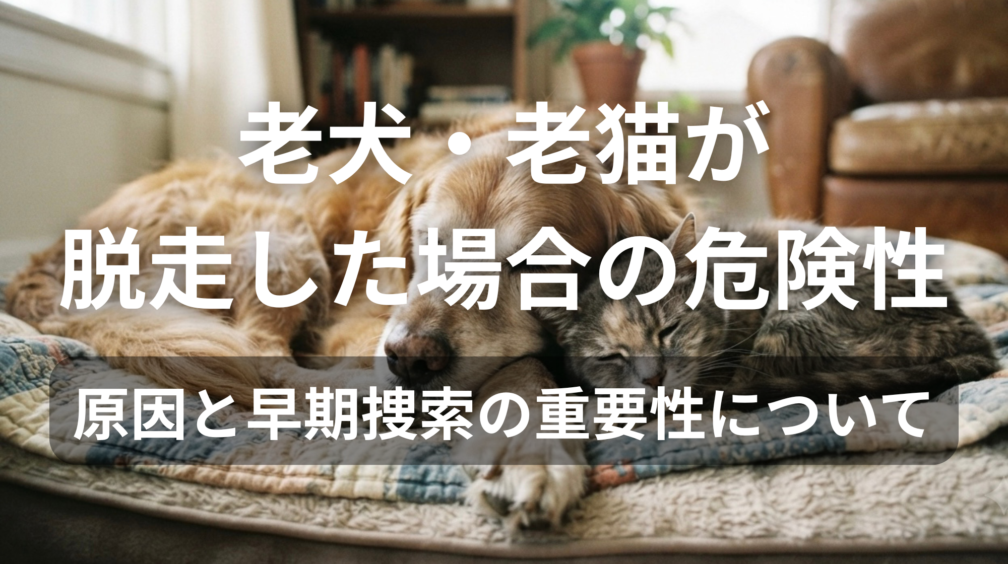 老犬・老猫が脱走した場合の危険性｜原因と早期捜索の重要性について