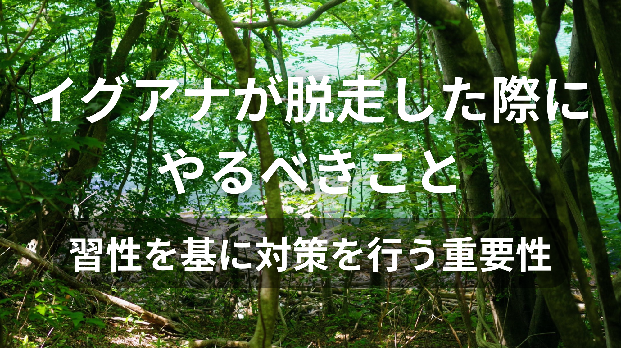 イグアナが脱走した際にやるべきこと｜習性を基に対策を行う重要性